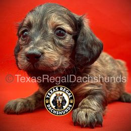 Cocoa - Cream male Dachshund puppy in Houston, Texas from Texas Regal Dachshunds LLC