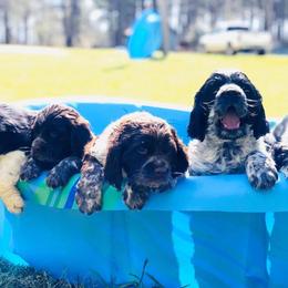 English Springer Spaniels from Due South Springers