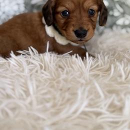 Lucky - Wild boar and cream male Dachshund puppy in Bergen, New York from T. Rex Doxies & Friends