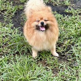 Lovely - Pomeranian