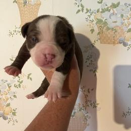 Girl 2 - female Alapaha Blue Blood Bulldog puppy in Grafton, Ohio from Eclipse Alapaha Kennels