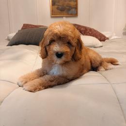 Goldendoodle Puppies from Cedarcrest Goldendoodles