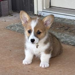 WILLOW AKC - Sable female Pembroke Welsh Corgi puppy in Hinton, Oklahoma from Green Cloud Ranch