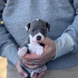 Boy 2 - Blue male Italian Greyhound puppy in Sugar Valley, Georgia from Pinnacle Farm and Kennel