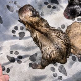 Cider - Orange sable female Pomeranian puppy in Zavalla, Texas from Precious Puff Poms