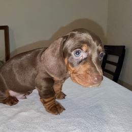 Rocket - Chocolate and tan male Dachshund puppy in Wichita Falls, Texas from D&A Doxie Belles