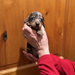Creek - Gray (blue) male Dachshund puppy in Heber Overgaard, Arizona from Sonoran Doxies