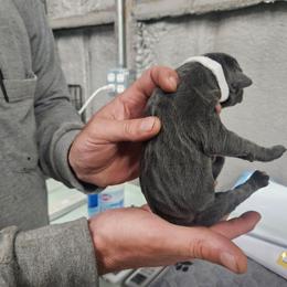 White collar - Gray male Cane Corso puppy in Fritch, Texas from Carrie Brown's Cane Corsos