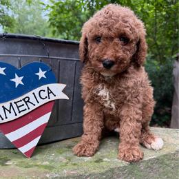 Cooper - Red male Labradoodle puppy in English, Indiana from Doodle Darlings