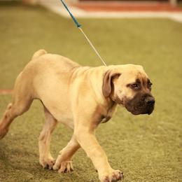 Mack - Tawny male Boerboel puppy in Flemingsburg, Kentucky from Aussgardian Boerboels