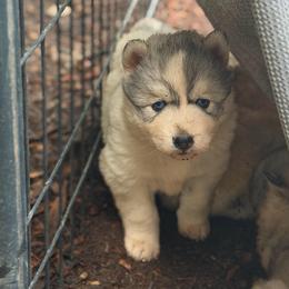 Penn - Gray and white female Siberian Husky puppy in Everett, Washington from Addison Grove Huskies