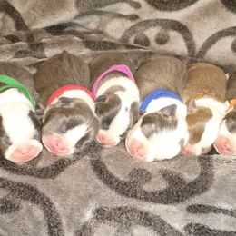 Boston Terrier puppies from Aiguier's Bostons