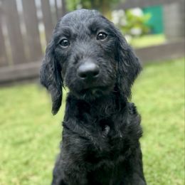 Glock M - Black male Labradoodle puppy in Kingston, Georgia from CC Familydoodles