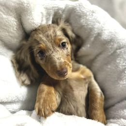 Dachshund Puppies from Royalty Grove Dachshunds
