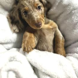 Dachshund Puppies from Royalty Grove Dachshunds