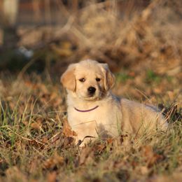 Golden Retriever Puppies from Golden Barnes Kennel