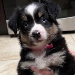 Australian Shepherds from C&S AUSSIES