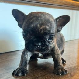 Pixie - Brindle and white female French Bulldog puppy in New Waverly, Texas from C.P. Puppy Buddies
