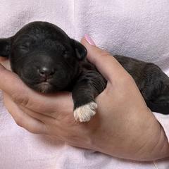 Napoleon - Red male Bordoodle puppy in Canfield, Ohio from Poo's Doo's & Inu's