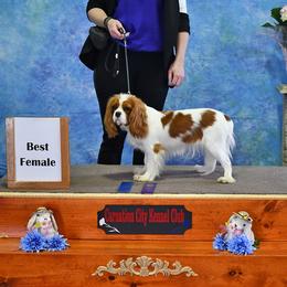 Fadete - Cavalier King Charles Spaniel