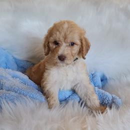 Mr Black - Cream male Goldendoodle puppy in Cumming, Georgia from Chattahoochee Kennels