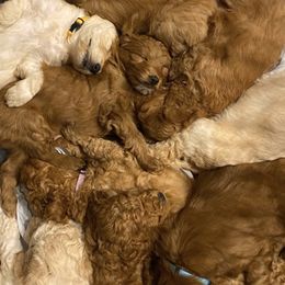 Goldendoodle Puppies from Doodle Bliss