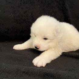 Boy 4 - White male Samoyed puppy in Glasgow, Kentucky from Bluegrass Samoyeds