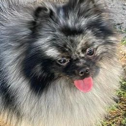 Pomeranians from NY Snow Poms