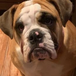 Bulldogs and Yorkshire Terriers from Rollin 7 Farm