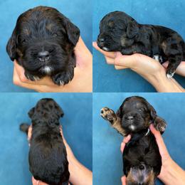 Victor - Black male Cockapoo puppy in Yuciapa, California from AlltheDoodlez_