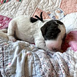 Boy 3 - male Poodle puppy in Mc Kinney, Texas from Kenney kennels