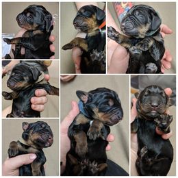 Black and Tan Coonhound and Bracco Italiano Puppies from Old Soul Black & Tan Coonhounds