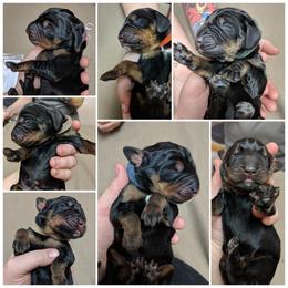 Black and Tan Coonhound and Bracco Italiano Puppies from Old Soul Black & Tan Coonhounds
