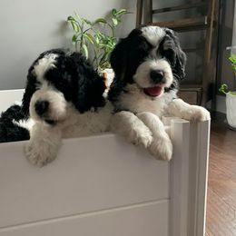 Bernedoodle Puppies from Hollie Walker's Bernedoodles