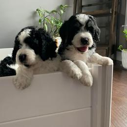 Bernedoodle Puppies from Hollie Walker's Bernedoodles