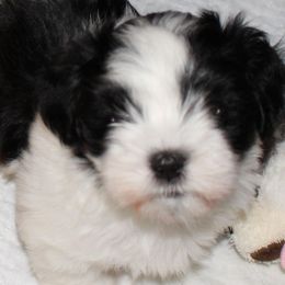 Havanese from Amor Havanese