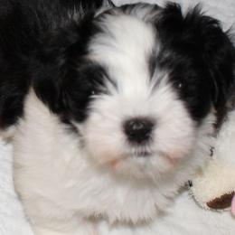 Havanese from Amor Havanese