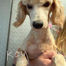 Kay - Poodle