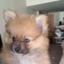 Pomeranian Puppies from Wisco Poms