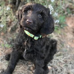Australian Labradoodle Puppies from Chickadee Labradoodles