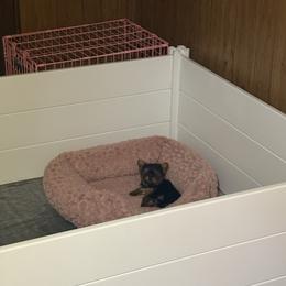 Girl 1 - Black and gold female Yorkshire Terrier puppy in Chicago, Illinois from Chicago Yorkies