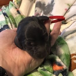 Ham - Black and tan male Dachshund puppy in Monitor, Washington from Shannon Dolly’s Dachshunds