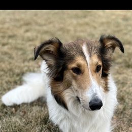 Road - Old Time Scotch Collie