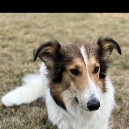 Road - Old Time Scotch Collie