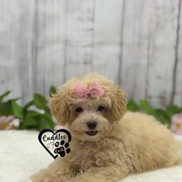 Sophie - Apricot female Poodle puppy in Nashville, Arkansas from Cuddles n Curls