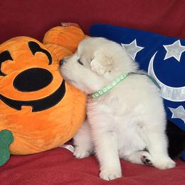 Boy 2 - male Samoyed puppy in Elko New Market, Minnesota from Double Helix Samoyeds