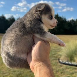 Chai - Blue female Pomsky puppy in Gunter, Texas from The Painted Pomsky
