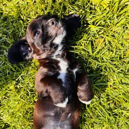 Boston - Black and white male Cocker Spaniel puppy in Santa Ana, California from American Cocker Spaniel