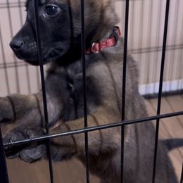 Belgian Malinois Puppies from Stellar Malinois