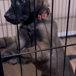 Belgian Malinois Puppies from Stellar Malinois